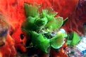 Alga verde stellata (Anadyomene stellata)
