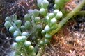 Caulerpa (Caulerpa racemosa)