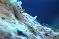 Cromodoride a pois rossi (Chromodoris elegantula)