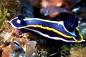 Doride di Fontandrau (Hypselodoris fontandraui)