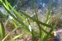 Fanerogama marina (Zostera marina)