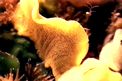 Nudibranchio (Hypselodoris webby)
