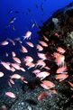 Castagnola rossa (Anthias anthias)