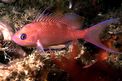 Castagnola rossa (Anthias anthias)