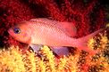 Castagnola rossa (Anthias anthias)