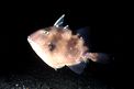 Pesce balestra mediterraneo (Balistes capriscus)