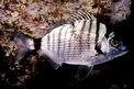 Sarago pizzuto (Diplodus puntazzo)