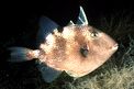 Pesce balestra mediterraneo (Balistes capriscus)
