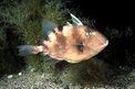 Pesce balestra mediterraneo (Balistes capriscus)
