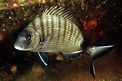 Sarago maggiore (Diplodus sargus sargus)