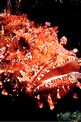 Scorfano rosso (Scorpaena scrofa)