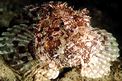 Scorfano rosso (Scorpaena scrofa)