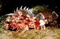 Scorfanotto (Scorpaena notata)