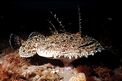 Rana pescatrice (Lophius piscatorius)