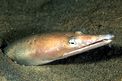 Pesce serpente (Ophisurus serpens)
