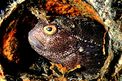 Bavosa occhiuta (Blennius ocellaris)