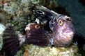 Bavosa occhiuta (Blennius ocellaris)