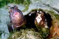 Bavosa occhiuta (Blennius ocellaris)