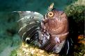 Bavosa occhiuta (Blennius ocellaris)