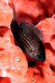 Castagnola (Chromis chromis)