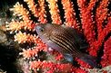 Castagnola (Chromis chromis)