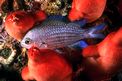 Castagnola (Chromis chromis)