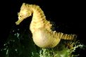 Cavalluccio marino (Hippocampus hippocampus)