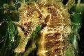 Cavalluccio marino (Hippocampus guttulatus)