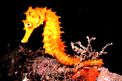 Cavalluccio marino (Hippocampus guttulatus)