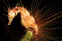 Cavalluccio marino (Hippocampus guttulatus)