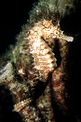 Cavalluccio marino (Hippocampus guttulatus)