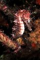 Cavalluccio marino (Hippocampus guttulatus)