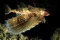 Pesce civetta (Dactylopterus volitans)