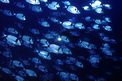 Sarago fasciato (Diplodus vulgaris)