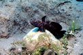 Ghiozzo nero (Gobius niger)