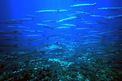 Barracuda (Sphyraena sphyraena)