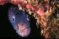 Murena (Muraena helena)