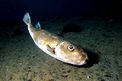 Pesce palla (Sphoeroides cutaneus)
