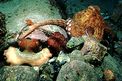 Polpo comune (Octopus vulgaris)