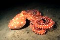 Polpessa (Octopus macropus)