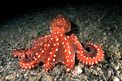 Polpessa (Octopus macropus)