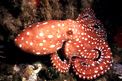 Polpessa (Octopus macropus)