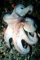 Polpo comune (Octopus vulgaris)