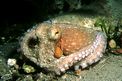 Polpo comune (Octopus vulgaris)