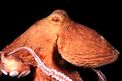 Polpo comune (Octopus vulgaris)