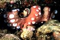 Polpo comune (Octopus vulgaris)