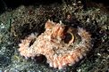 Polpo comune (Octopus vulgaris)