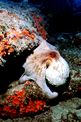 Polpo comune (Octopus vulgaris)