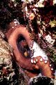 Polpo comune (Octopus vulgaris)