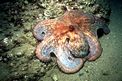 Polpo comune (Octopus vulgaris)